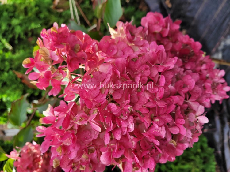 Hortensja bukietowa VANILLE FRAISE- Hydrangea paniculata PA80, c10l
