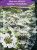 Kalina SUMMER SNOWFLAKE- Viburnum plicatum
