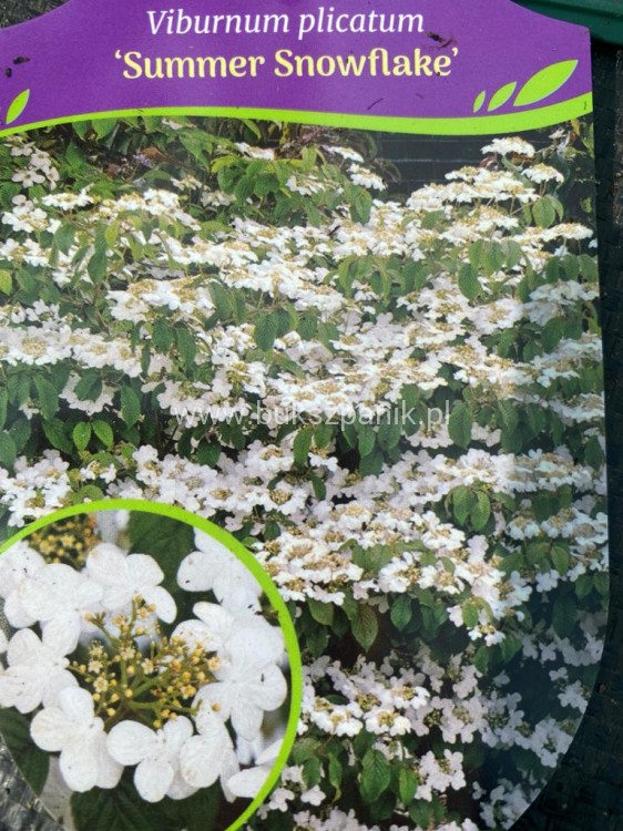 Kalina SUMMER SNOWFLAKE- Viburnum plicatum
