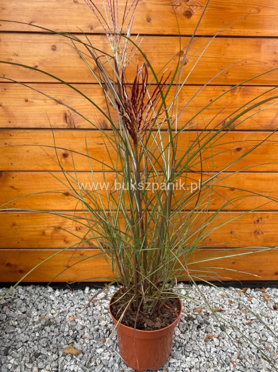 Miskant chiński Red Chief - Miscanthus sinensis Red Chief