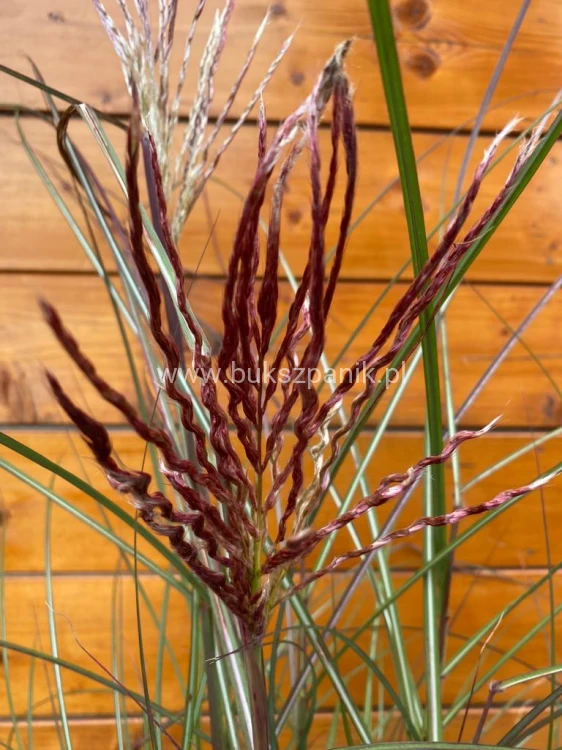Miskant chiński Red Chief - Miscanthus sinensis Red Chief
