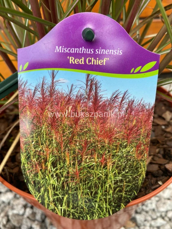 Miskant chiński Red Chief - Miscanthus sinensis Red Chief
