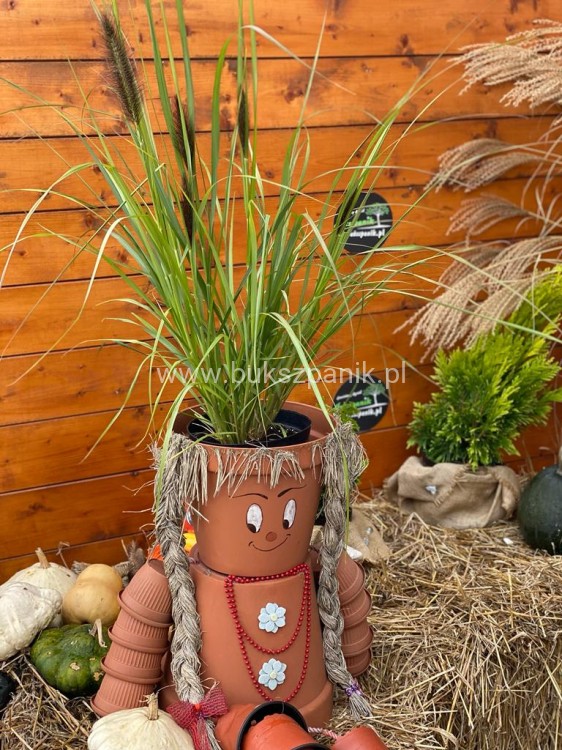 (Piórkówka) Rozplenica japońska BLACK ALVERNEE -Pennisetum alopecuroides C5l