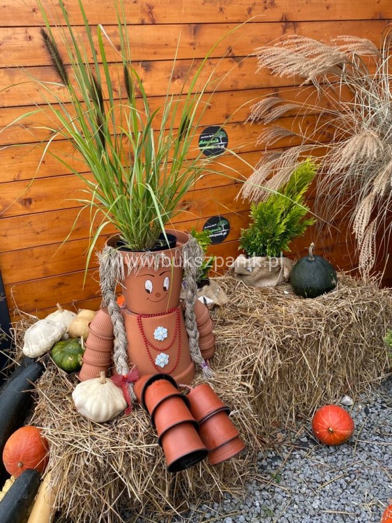 (Piórkówka) Rozplenica japońska BLACK ALVERNEE -Pennisetum alopecuroides C5l
