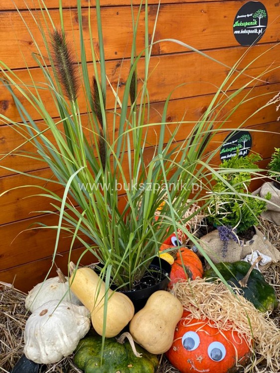 (Piórkówka) Rozplenica japońska BLACK ALVERNEE -Pennisetum alopecuroides C5l