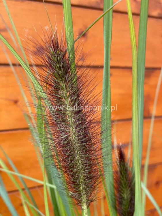 (Piórkówka) Rozplenica japońska BLACK ALVERNEE -Pennisetum alopecuroides C5l
