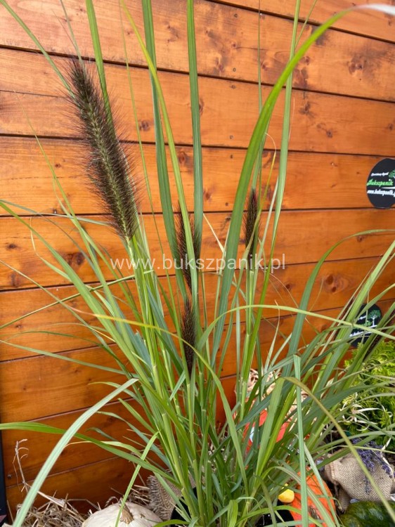(Piórkówka) Rozplenica japońska BLACK ALVERNEE -Pennisetum alopecuroides C5l