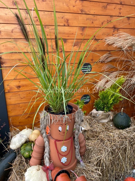 (Piórkówka) Rozplenica japońska BLACK ALVERNEE -Pennisetum alopecuroides C5l