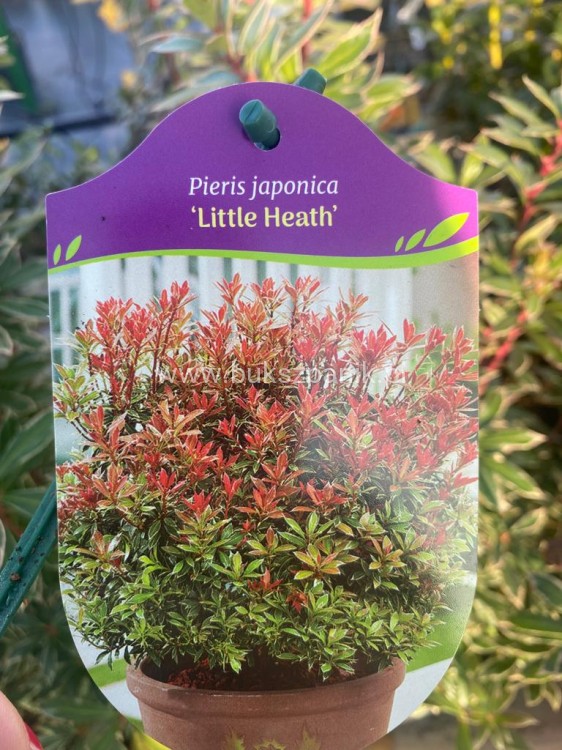 Pieris japoński LITTLE HEATH - Pieris japonica C5l