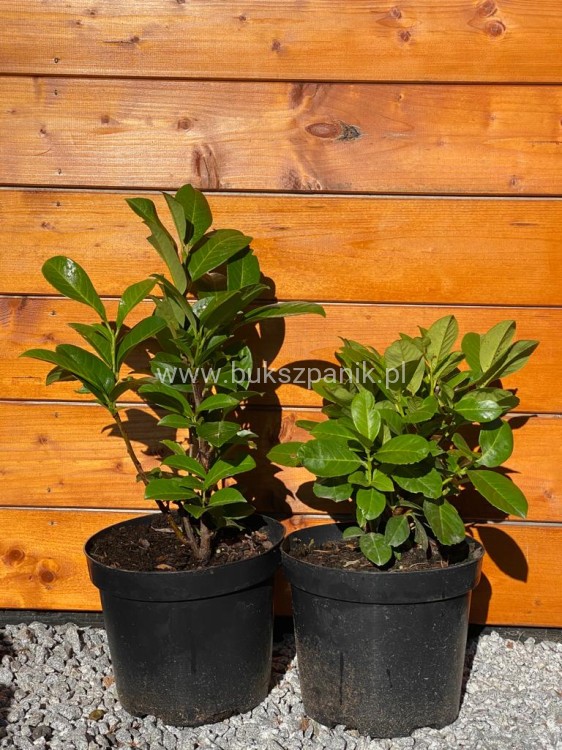 Laurowiśnia wschodnia 'Rotundifolia'-Prunus laurocerasus