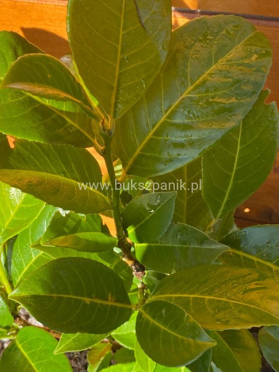 Laurowiśnia wschodnia 'Rotundifolia'-Prunus laurocerasus