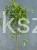 Karagana syberyjska- Caragana arborescens Pendula PA 100-140cm,