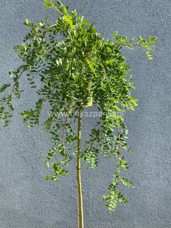 Karagana syberyjska- Caragana arborescens Pendula PA 100-140cm,