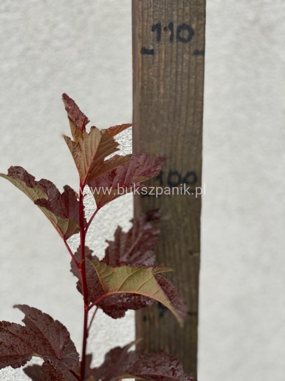 Pęcherznica kalinolistna Red Baron Physocarpus opulifolius C2l (