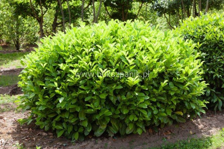Prunus laurocerasus 'Rotundifolia'6.jpg