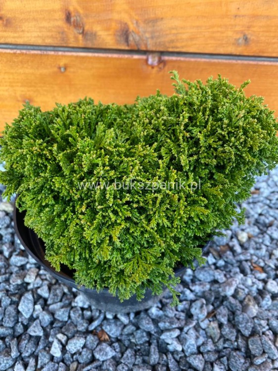 Cyprysik groszkowy HIME SAVARA-Chamaecyparis pisifera
