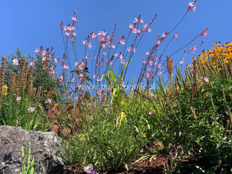 Gaura Lindheimera ROSY JANE- Gaura