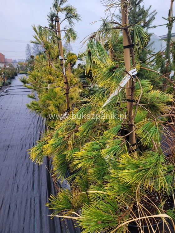 Sosna gęstokwiatowa 'Aurea'- Pinus densiflora