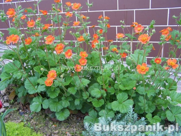 Kuklik szkarłatny Geum coccineum