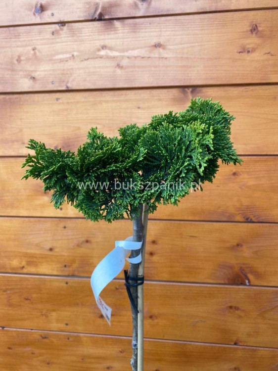 Cyprysik tępołuskowy, japoński 'Nana Gracilis'- Chamaecyparis obtusa PA40-60cm