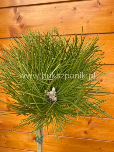 Sosna czarna- Pinus nigra CEBENNENSIS NANA PA 90-100, C5litr