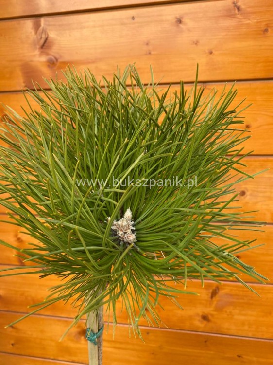 Sosna czarna- Pinus nigra CEBENNENSIS NANA PA 90-100, C5litr