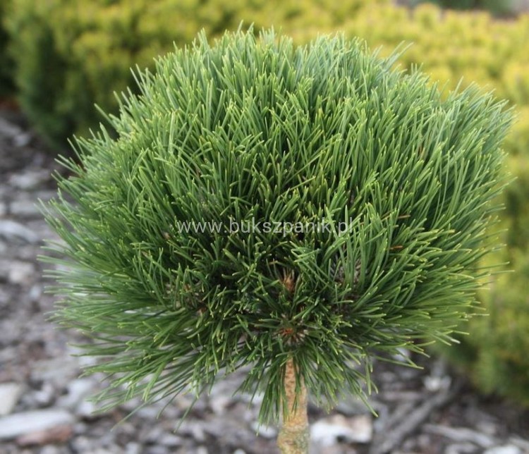 Sosna czarna- Pinus nigra CEBENNENSIS NANA PA 90-100, C5litr
