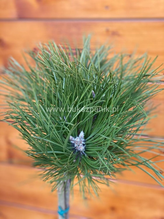 Sosna czarna- Pinus nigra CEBENNENSIS NANA PA 90-100, C5litr