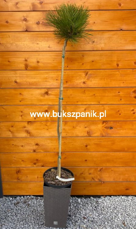 Sosna czarna- Pinus nigra CEBENNENSIS NANA PA 90-100, C5litr