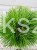 Sosna czarna- Pinus nigra CEBENNENSIS NANA PA 90-100, C5litr