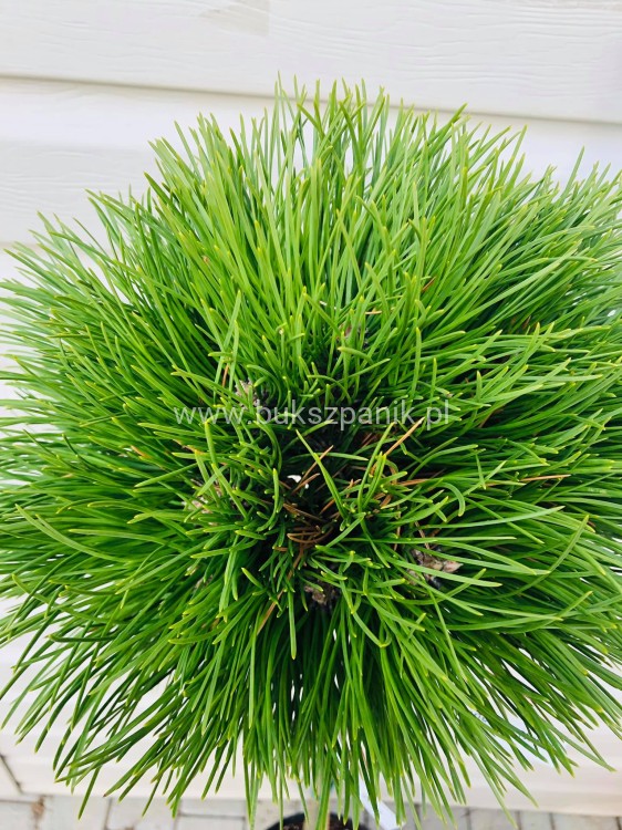 Sosna czarna- Pinus nigra CEBENNENSIS NANA PA 90-100, C5litr