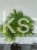 Sosna kosodrzewina VARELLA- Pinus Mugo na pniu PA50cm