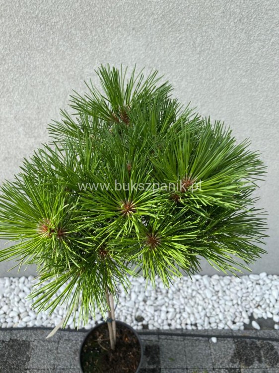 Sosna kosodrzewina VARELLA- Pinus Mugo na pniu PA50cm