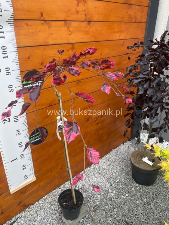 Buk pospolity PURPUREA TRICOLOR- Fagus sylvatica 90-150cm