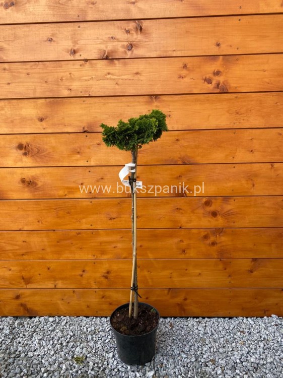 Cyprysik tępołuskowy, japoński NANA GRACILIS- Chamaecyparis obtusa PA80-90cm