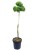 Sosna Giętka- Lil WOLF- Pinus flexilis PA60-80 / 15-25cm, C5l