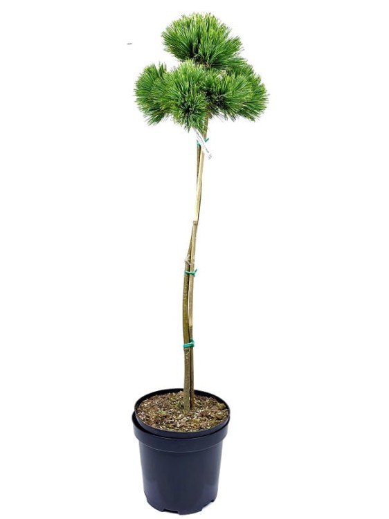 Sosna Giętka- Lil WOLF- Pinus flexilis PA60-80 / 15-25cm, C5l