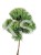 Sosna Giętka- Lil WOLF- Pinus flexilis PA60-80 / 15-25cm, C5l