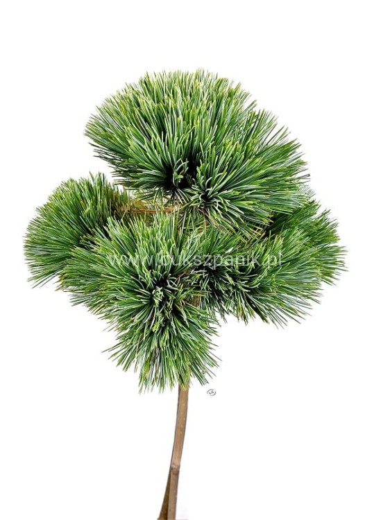 Sosna Giętka- Lil WOLF- Pinus flexilis PA60-80 / 15-25cm, C5l