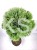 Sosna Giętka- Lil WOLF- Pinus flexilis PA60-80 / 15-25cm, C5l