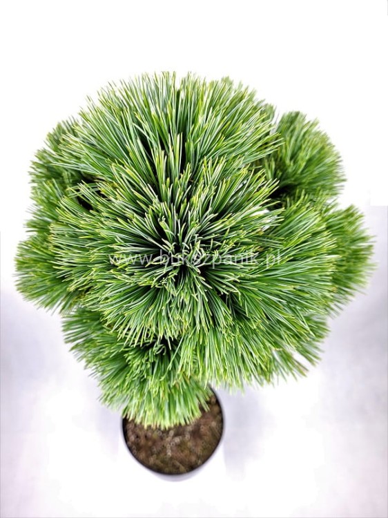 Sosna Giętka- Lil WOLF- Pinus flexilis PA60-80 / 15-25cm, C5l