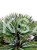 Sosna Giętka- Lil WOLF- Pinus flexilis PA60-80 / 15-25cm, C5l