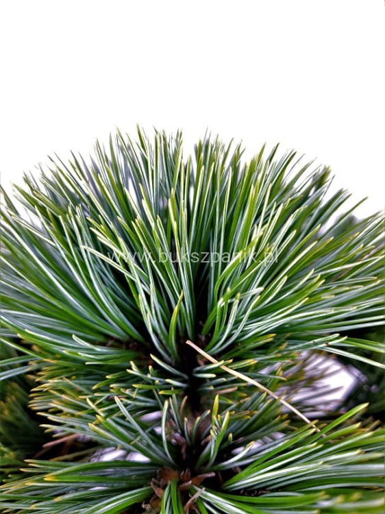 Sosna Giętka- Lil WOLF- Pinus flexilis PA60-80 / 15-25cm, C5l