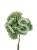 Sosna Giętka- Lil WOLF- Pinus flexilis PA60-80 / 15-25cm, C5l