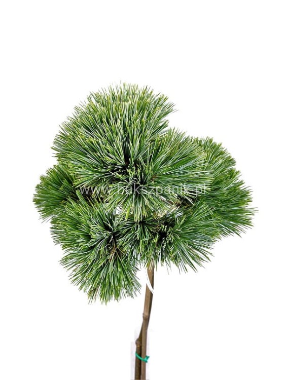 Sosna Giętka- Lil WOLF- Pinus flexilis PA60-80 / 15-25cm, C5l