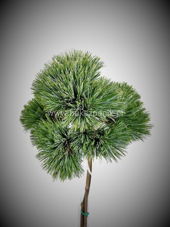 Sosna Giętka- Lil WOLF- Pinus flexilis PA60-80 / 15-25cm, C5l