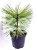 Sosna Jeffreya JOPPI C12l,40-50cm Pinus jeffreyi
