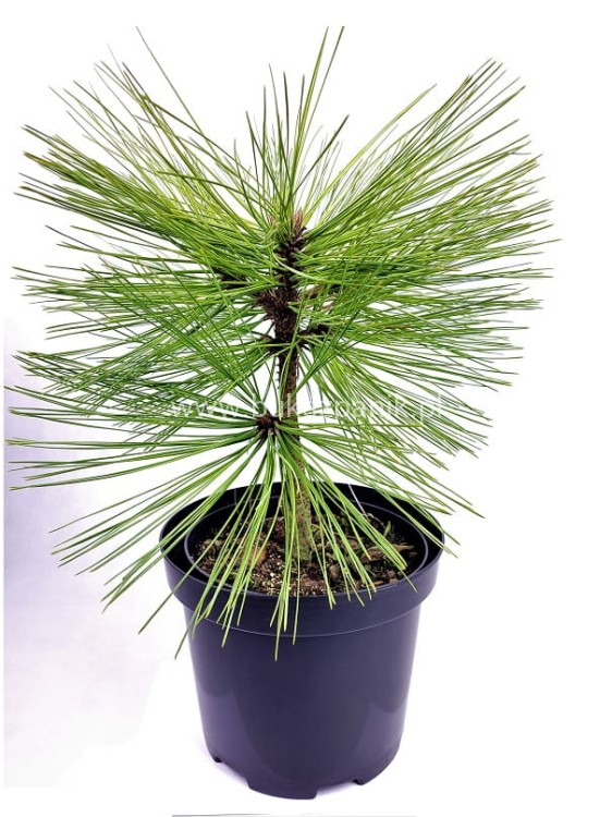 Sosna Jeffreya JOPPI C12l,40-50cm Pinus jeffreyi
