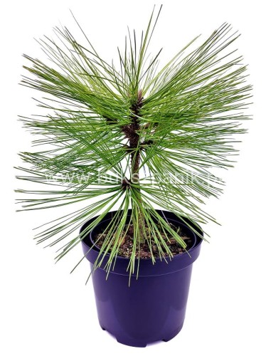 Sosna Jeffreya JOPPI C12l,40-50cm Pinus jeffreyi