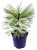 Sosna Jeffreya JOPPI C12l,40-50cm Pinus jeffreyi